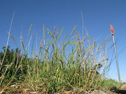 Image result for Tragus koelerioides