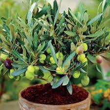 Help the palestinian people by planting olive trees in gaza. Mediterranean Olive Gurney S Seed Nursery Co