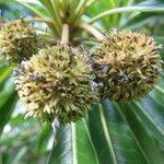 Image result for Breonadia