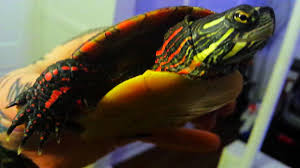 Painted Turtle How To Tell The Difference Between Boy And Girl
