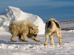Timber Wolf Vs Kangal Google Da Ara Alaskan Malamute Dog Sledding Dogs