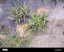 Image result for Juncus lomatophyllus