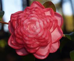 Camellia Hybrid Joe Nuccio Camelia