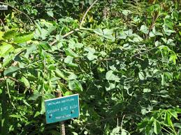 Image result for Crotalaria agatiflora