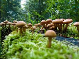 Tolle rezepte und konservierung von essbaren pilzen. Naturdetektive Fur Kinder Www Naturdetektive De Pilze