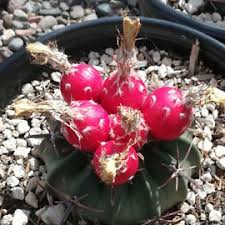 Horse crippler, devil's pincushion, horse crippler cactus, devil's head, candy cactus. Horse Crippler Cactus Seeds Echinocactus Texensis 10pcs Pack Greenseedgarden