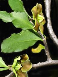 Image result for Schizozygia coffaeoides