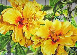 Hibiscus Flowers Coloured Pencil Drawing Color Pencil Art Pencil Drawings Of Flowers Flower Drawing