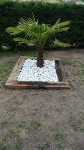 massif palmier amenagement jardin terrasse piscine amenagement jardin jardins