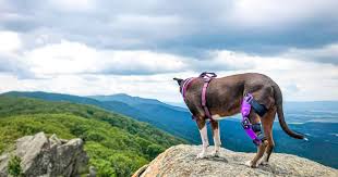 Our content is free because we may earn a commission when you click or make a purchase using our site. Animal Ortho Care 1 111 Photos Product Service