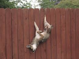 Proven ways on how to stop dog from jumping fence. Jumps A Fence Coyote Yipps