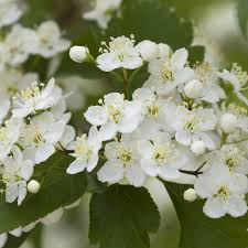Turn your landscape into a paradise with a lovely small tree.choose your favorite flowering tree as an anchor for your patio planting bed or foundation planting, too. Tree Care Archives Integrated Lawn Care