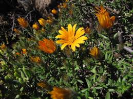 Image result for Hirpicium