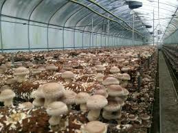 平菇菌棒香菇菌棒食用菌菌種出口歐洲意大 ...