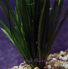 Image result for Vallisneria spiralis