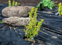 How do weed barriers work? Best Weed Barrier 2021 Reviews Buyer S Guide February 2021