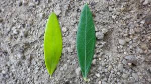 小豆島でオリーブを育てよう 葉脈を通って栄養が沁みているのが見える オリーブ栽培のこと