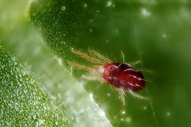 Spider mites on cannabis plants. How To Get Rid Of Spider Mites In The Indoor Garden Garden Culture Magazine