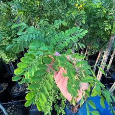 Image result for Calpurnia aurea