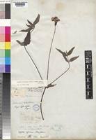 Image result for Aspilia pluriseta