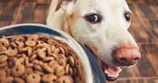 Il en existe de multiples sortes, et il est parfois difficile de savoir lesquelles choisir. Pourquoi Choisir Les Croquettes Sur Mesure Pour Mon Chien Nourrir Son Chien Wamiz