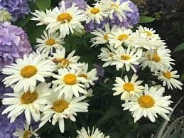 We did not find results for: Innovative Non Toxic Ways To Get Rid Of Garden Pests