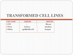We did not find results for: Animal Cell Lines Ppt Video Online Download