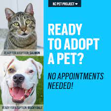 Between the events the animals are kept in foster homes of volunteers who socialize and tend to the animals. Ready To Adopt No Appointment Needed Kc Pet Project