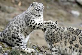 Trap Camera S To Study Snow Leopards In Himachal Pradesh The Ok Travel Our research cameras offer a wealth of knowledge about the location and behavior of the snow leopards we protect. study snow leopards in himachal pradesh