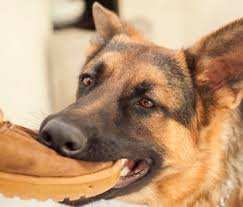 Why Does My Dog Steal Things