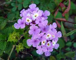 Trailing Lantana Lantana Montevidensis Is Non Native But Less Invasive Than Lantana Camara It Comes In Purple And White Lantana Plants Lantana Camara