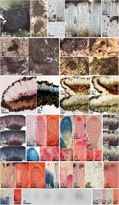 Label containers, lockers and centers, accent displays, decorate walls and. Sareomycetes More Diverse Than Meets The Eye Ima Fungus Full Text