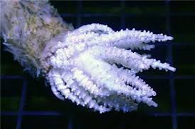 Image result for Sphaerella sp.