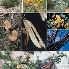 Image result for Caesalpinia cassioides