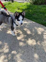 Pomsky Puppies For Sale Dover Nj Pomsky Puppies Pomsky Puppies For Sale Puppies