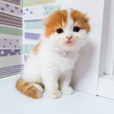 The most common scottish fold cat material is ceramic. Available Scottish Fold Kittens Liza S Kitty Cattery Text Us 612 502 2889