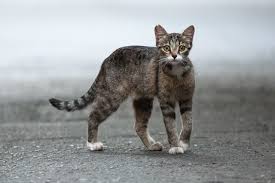 Meet dormouse, a 4 month old male feral kitten who needs some serious socialization work before he can go up for adoption. Feral Vs Stray Cat Here S How To Tell The Difference Reader S Digest