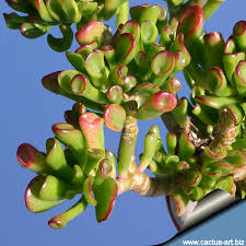 Image result for Crassula alticola