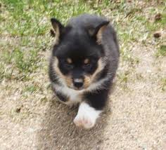 These playful welsh corgi mix puppies are a cross between the pembroke welsh corgi & another dog breed. Corgi Pets And Animals For Sale Minnesota
