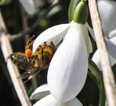 Maybe you would like to learn more about one of these? What Happens To Bees In The Winter Friends Of The Earth