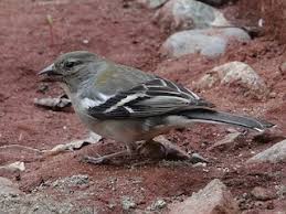 Image result for Afrosolen setifolius