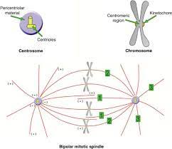 Maybe you would like to learn more about one of these? Mitosis Spindle An Overview Sciencedirect Topics