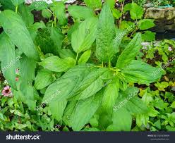 Image result for Pedaliaceae