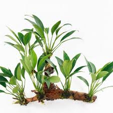 Image result for Lannea barteri