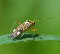 * all insect pest sections link to separate section pages, with a link at the top to return to this page. Miridae Wikipedia