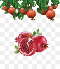 Menggambar adalah sesuatu yang menyenangkan terutama bagi anak usia dini, ia senang mewarnai suatu gambar. Buah Delima Unduh Gratis Delima Punica Protopunica Buah Buahan Dan Bunga Bunga Botani Tangan Dicat Hias Buah Delima Gambar Png