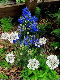 We did not find results for: Plantfiles Pictures Delphinium Chinese Delphinium Summer Nights Delphinium Grandiflorum By Larryr