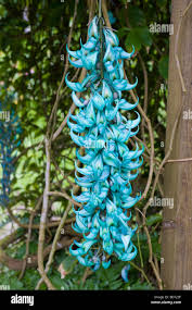 Image result for Strongylodon macrobotrys