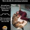 Veterinary assistant job summary 1. 1