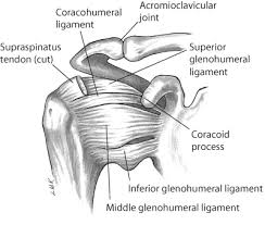Shoulder tendonitis leads to shoulder joint problems. Https Www Kean Edu Jeadams Docs Kinesiology Kines Power Points Kines Chap 5 Pdf